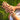 Seashell Ring Model Image